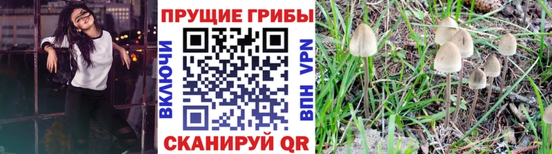 Купить  Талица  Галлюциногенные грибы Magic Shrooms 